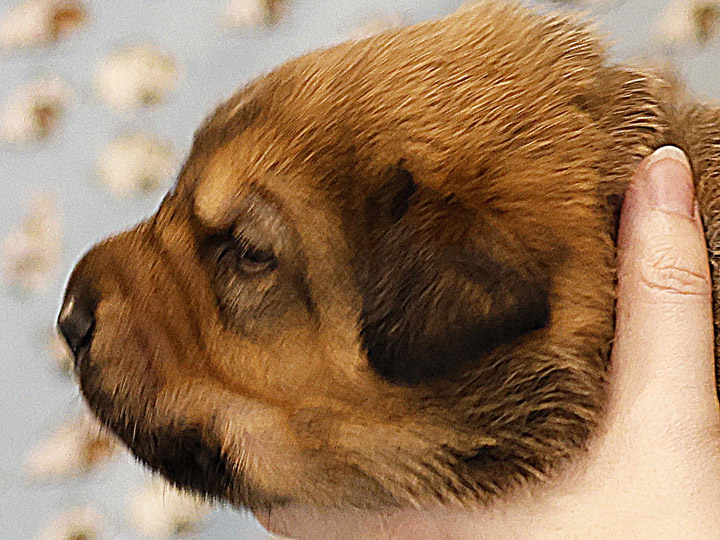 chinook puppy